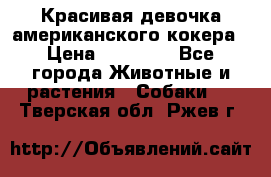 Красивая девочка американского кокера › Цена ­ 35 000 - Все города Животные и растения » Собаки   . Тверская обл.,Ржев г.